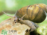 田螺净化水质的原因,田螺能净化鱼缸水质吗