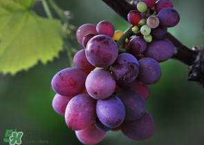 四月份有葡萄吗,葡萄几月份成熟