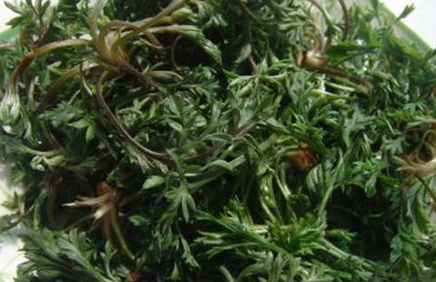 陈皮的功效和作用,茵陈的功效和作用主要治什么病