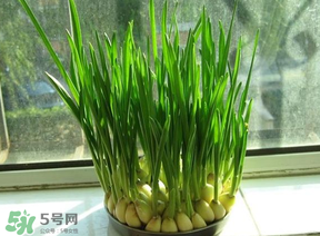 冬季蒜苗发黄怎么回事,蒜苗发黄是怎么回事