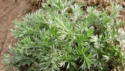 白蒿是茵陈吗 带你正确认识二者,白蒿是茵陈吗?