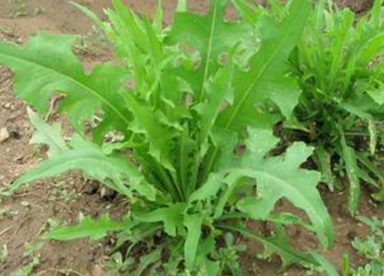 苦苦菜是什么菜?,苦菜又叫什么菜