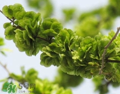 榆钱冷冻可以保存多长时间,冷冻起来的榆钱怎么吃 榆钱冷冻可以保存多长时间,冷冻起来的榆钱怎么吃