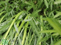 藜蒿有什么功效,藜蒿有什么营养