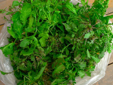 吃地菜有什么好处和坏处,吃地菜有什么好处呢 吃地菜有什么好处和坏处,吃地菜有什么好处呢