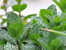 留兰香的功效和作用禁忌,留兰香叶的功效和作用