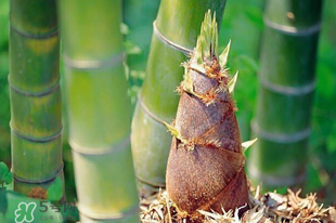 竹笋是竹子吗,竹子不是竹子真笋