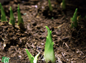 竹笋什么时候发芽是春天吗,竹笋什么时候发芽