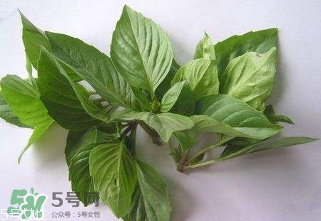 鱼香菜图片作用和功效,鱼香菜的药用功效