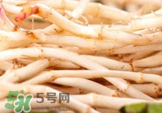 鱼腥草根的功效和作用,鱼腥草根的功效和作用及食用方法 鱼腥草根的功效和作用,鱼腥草根的功效和作用及食用方法