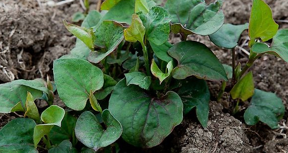 鱼腥草根和叶哪个好,鱼腥草根好还是叶好?