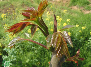 香椿能插活吗,香椿插枝能活吗 香椿能插活吗,香椿插枝能活吗