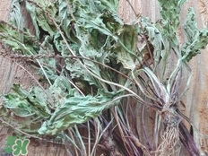 车前草的功效和作用 食用方法,车前草的功效和用途