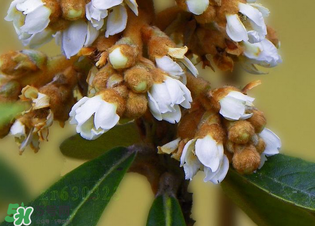 新鲜的枇杷花怎么煮水止咳,枇杷花怎样煮水