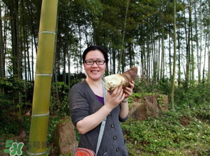 竹笋什么时候挖,竹笋什么时候挖比较好