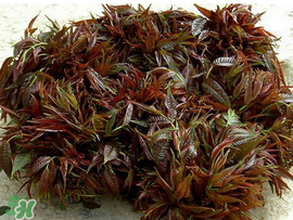 香椿什么味道,香椿什么味道 好吃吗