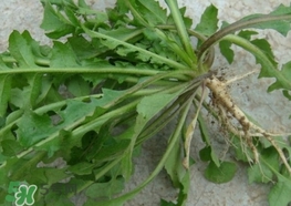 菱角要怎么清洗,菱角要洗的很干净吗