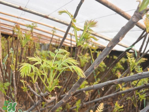 香椿什么人不能吃有什么好处,香椿什么人不能吃?