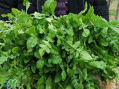 菱角菜孕妇能吃吗,菱角孕妇能吃不