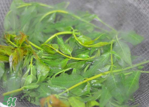 香椿为什么要焯水?,香椿为什么要焯水北京台