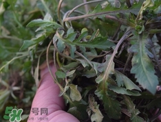 菱角菜又叫什么菜,菱角是蔬菜吗