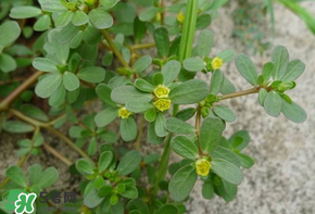 马齿苋可以治痔疮吗,马齿苋治痔疮有效吗,怎么治效果好 马齿苋可以治痔疮吗,马齿苋治痔疮有效吗,怎么治效果好