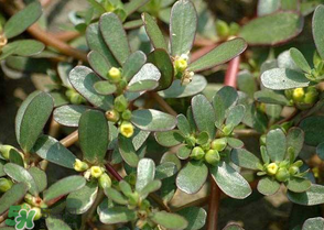 马齿苋怎么吃比较好,马齿苋怎么吃才好吃