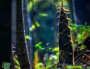 春笋什么时候有?,春笋什么时候有卖 春笋什么时候有?,春笋什么时候有卖