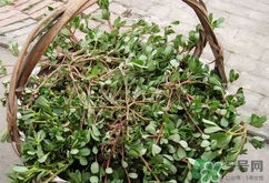 瓜子菜的功效和作用,菜瓜子的功效和用途 瓜子菜的功效和作用,菜瓜子的功效和用途