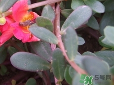 马齿苋怎么保存最好,马齿苋怎么储存冬季吃