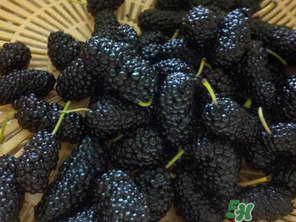 大量吃桑葚会拉黑便吗,吃过桑葚拉黑大便正常吗