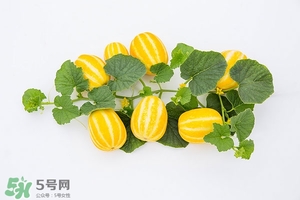 香瓜的功效和作用,香瓜对人体有什么作用