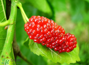 桑葚变红可以吃吗,桑葚变红还能吃吗