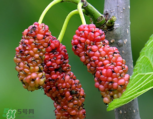 桑葚什么时候结果春天还是夏天,桑葚什么时候结果