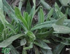 自制蔬菜面条能保存多久,面条怎样保存放的时间更长