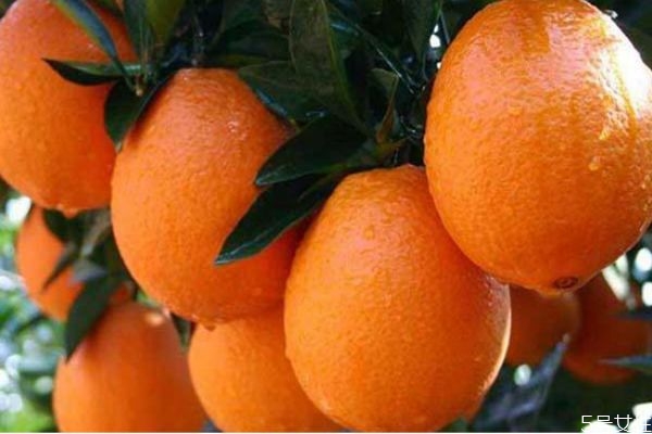 苦橙各部分的功能用途(苦橙的功效和用法)