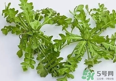 地米菜的功效和作用,地米菜的副作用