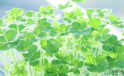 酢浆草怎么读音,酢怎么读