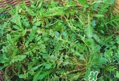 菱角菜的功效和作用图片,菱角的功效和营养价值