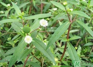 蒲公英的根和叶哪个更有药用价值,蒲公英和蒲公英根哪个好