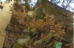 梧桐子怎么吃法,梧桐子怎么吃法,是熟吃,还是生吃