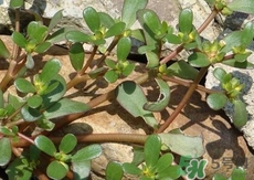 蚂蚁菜的功效和作用,干蚂蚁菜功效食用方法