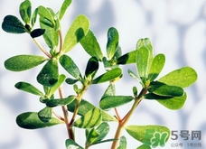 猪婆菜的功效和作用,猪婆菜学名 猪婆菜的功效和作用,猪婆菜学名