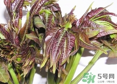 香椿芽的功效和作用和做法,香椿芽有什么营养