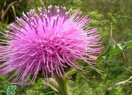 刺儿菜的功效和作用图片,刺儿菜的吃法和功效