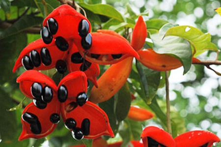 苹婆的营养价值,苹婆的营养价值和功效