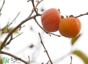 柿子怎样去涩最快最甜,柿子为什么会涩口
