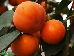 大秋甜柿子市场价格,柿子长什么样子