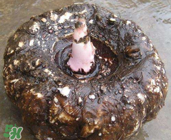 魔芋什么人不能吃,魔芋不适合什么人吃