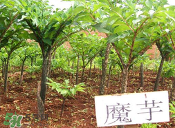 魔芋什么味道,魔芋有味道